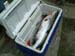Nice Catch