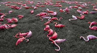 Bird Flu