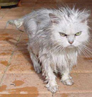 Clean Cat!